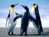 Cool Penguins